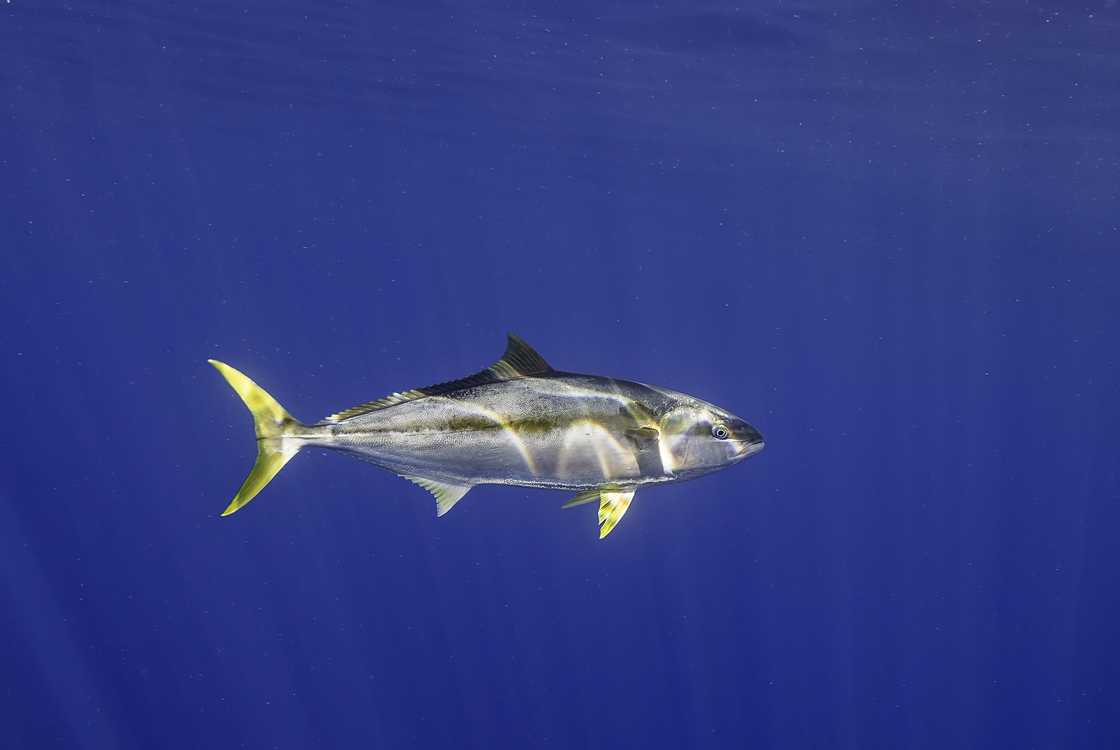 Underwater view of a yellow tail tuna swimming in blue water at Guadalupe Island, Mexico