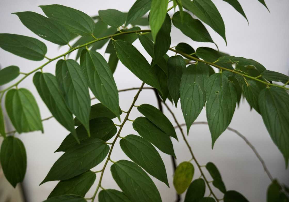 View of the Trema micrantha blume plant, a fast-growing plant that is native to the Americas where it is widespread and often considered a weed