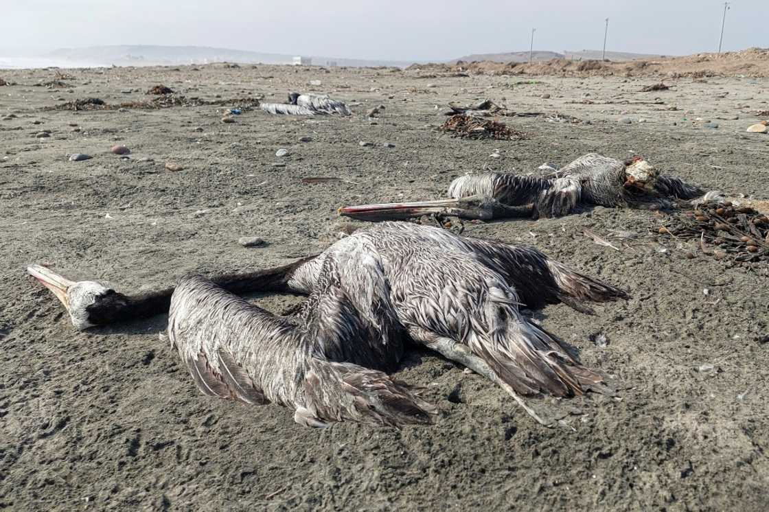 Pelicans suspected to have died from H5N1 avian influenza are seen on a beach in Lima in November Pelicans suspected to have died from H5N1 avian influenza are seen on a beach in Lima in November