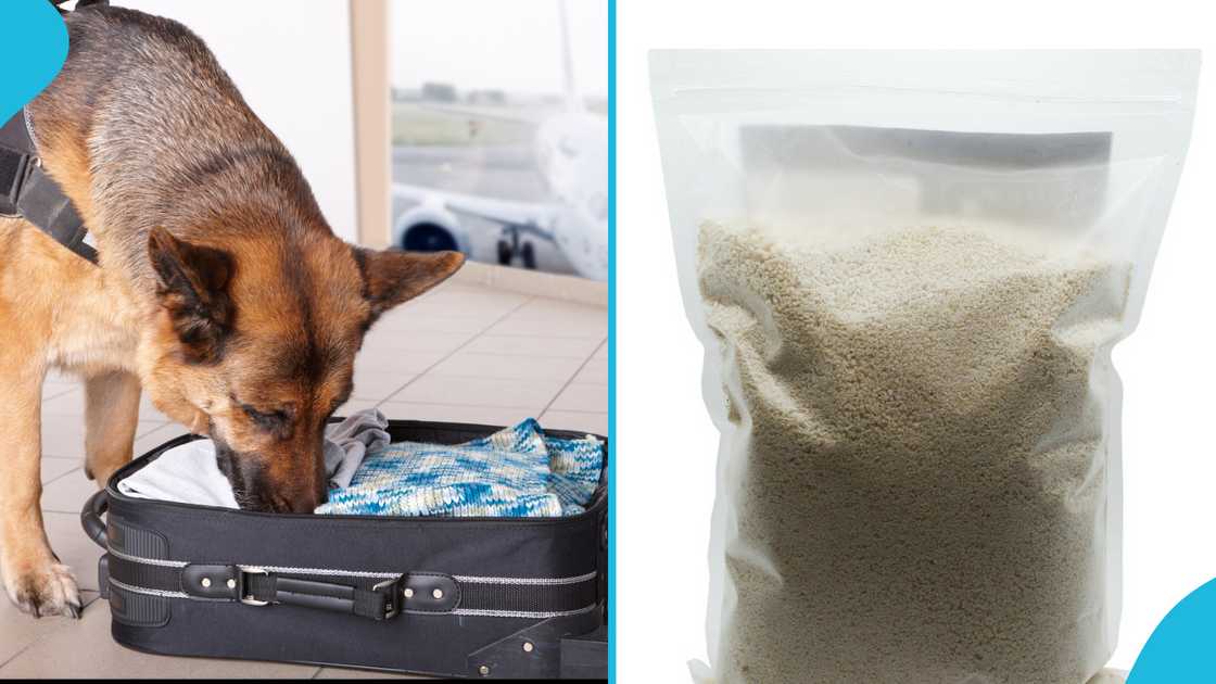 Manager at Manufacturing Company Caught Smuggling Coke out of Ghana in Gari at Airport Manager at Manufacturing Company Caught Smuggling Coke out of Ghana in Gari at Airport