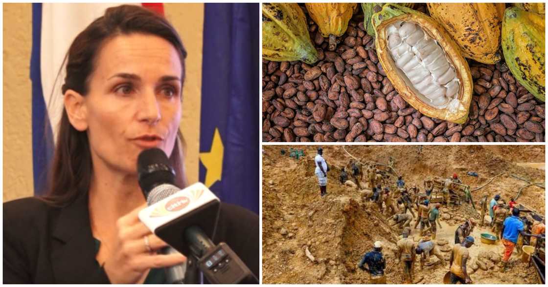The European Union has clarified that Ghana's cocoa remains among some of the best in the world The European Union has clarified that Ghana's cocoa remains among some of the best in the world