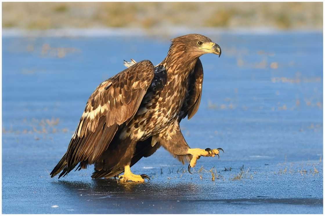 Golden eagle perching on a shore