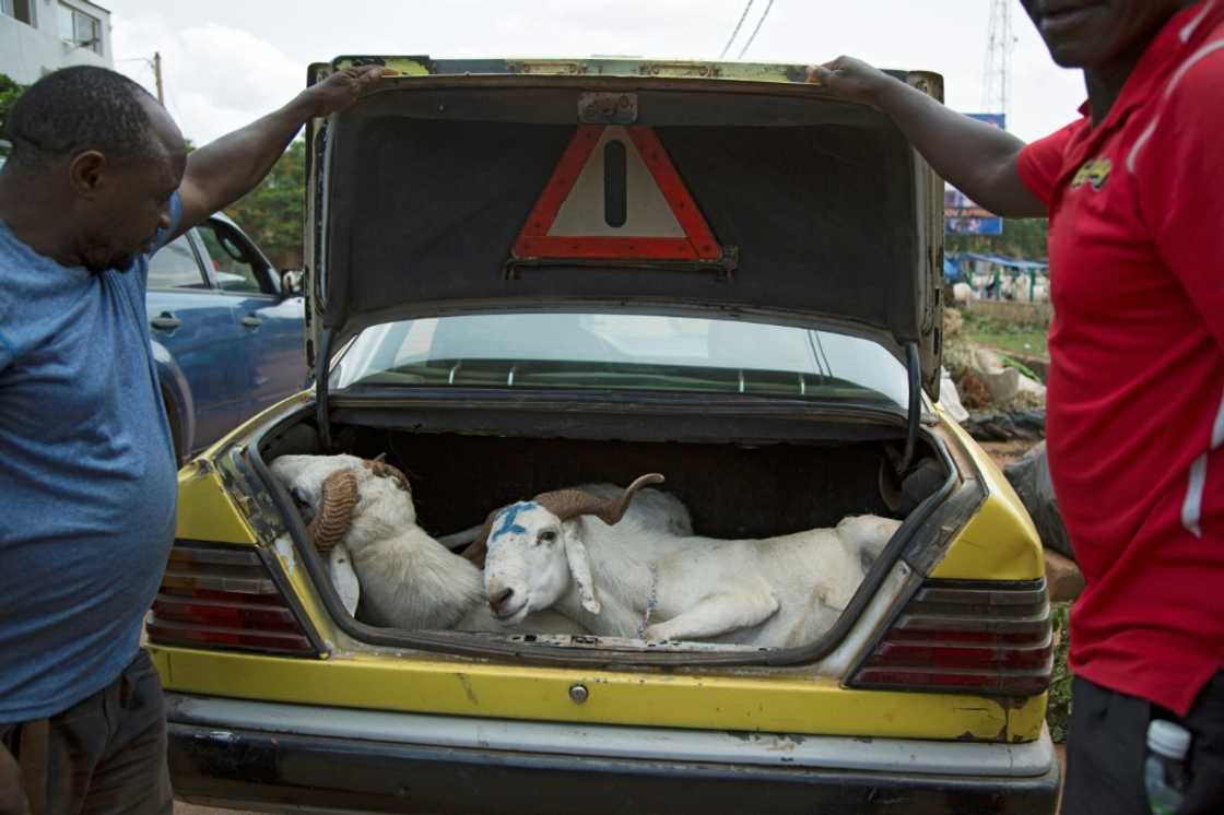 Mali, which has a large pastoral population, is one of the leading suppliers of livestock to West Africa