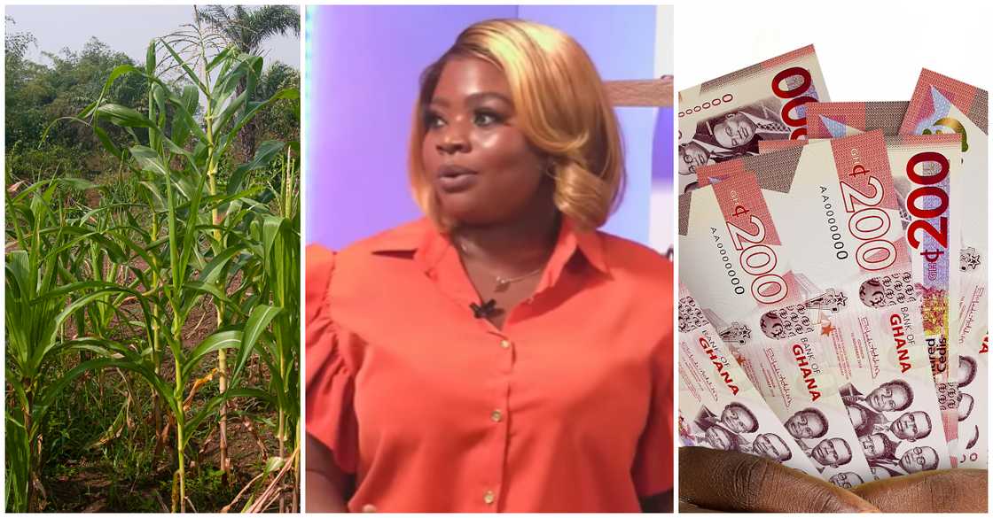 Young Ghanaian farmer shares how much she makes in sales Young Ghanaian farmer shares how much she makes in sales