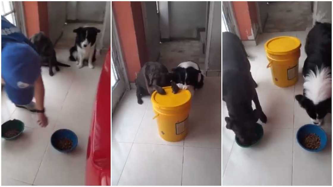 Cute moment dogs prays before eating, their video goes viral Cute moment dogs prays before eating, their video goes viral