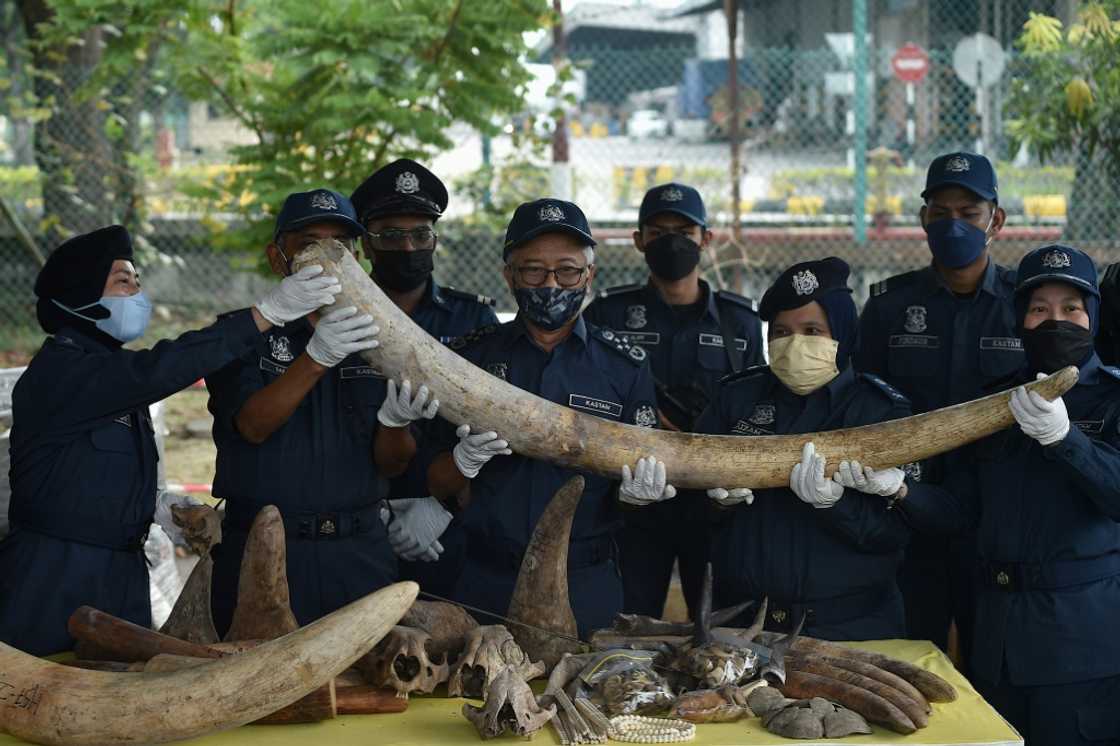 Malaysia has seized animal parts, including elephant tusks, rhino horns and pangolin scales, worth $18 million Malaysia has seized animal parts, including elephant tusks, rhino horns and pangolin scales, worth $18 million