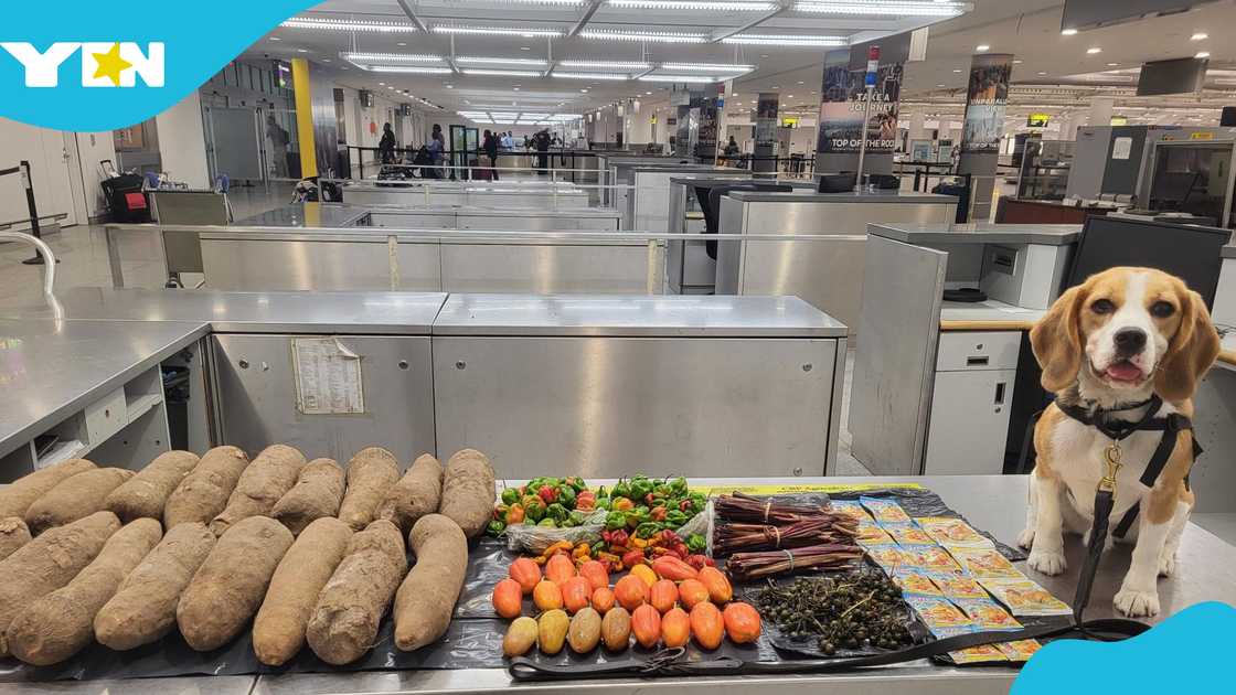 K9 dog named Rowdy, sniffer dog John F. Kennedy International Airport, Yam