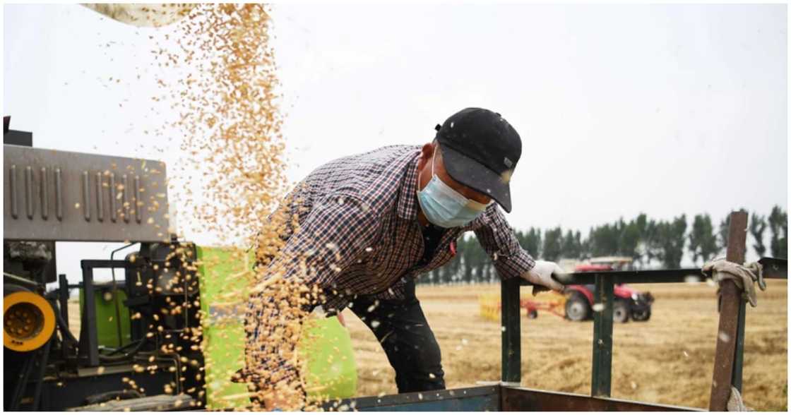 A farmer in China harvests wheat A farmer in China harvests wheat