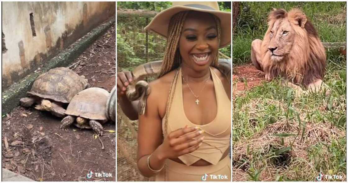 A TikToker shares her experience of visiting the Accra Zoo A TikToker shares her experience of visiting the Accra Zoo