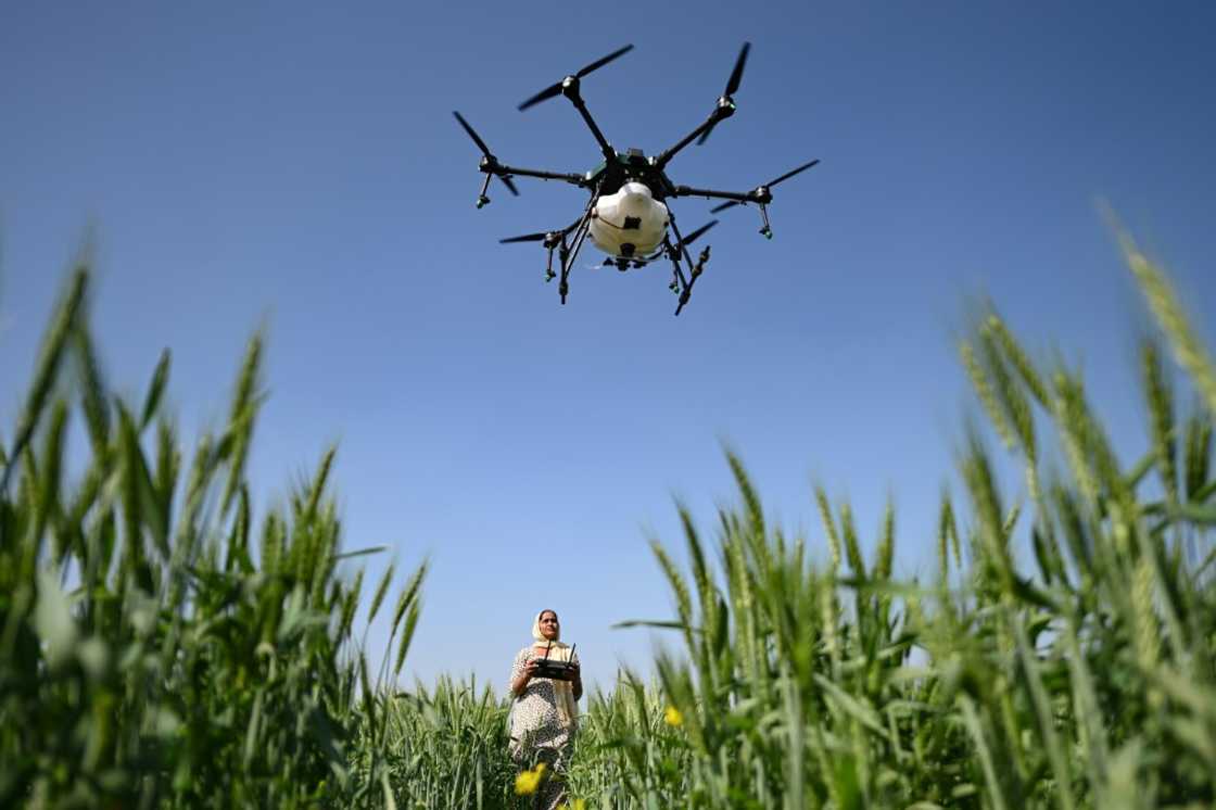 Sharmila Yadav, a remote pilot trained under the "Drone Sister" programme, operates a drone spraying liquid fertiliser over a farm in Pataudi, India Sharmila Yadav, a remote pilot trained under the "Drone Sister" programme, operates a drone spraying liquid fertiliser over a farm in Pataudi, India