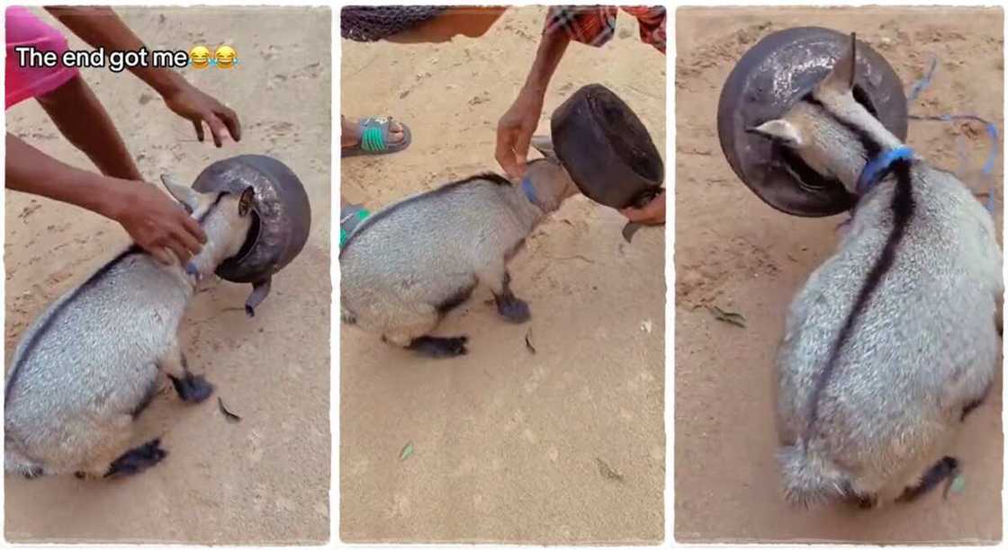 A goat which goat stuck in a kettle.