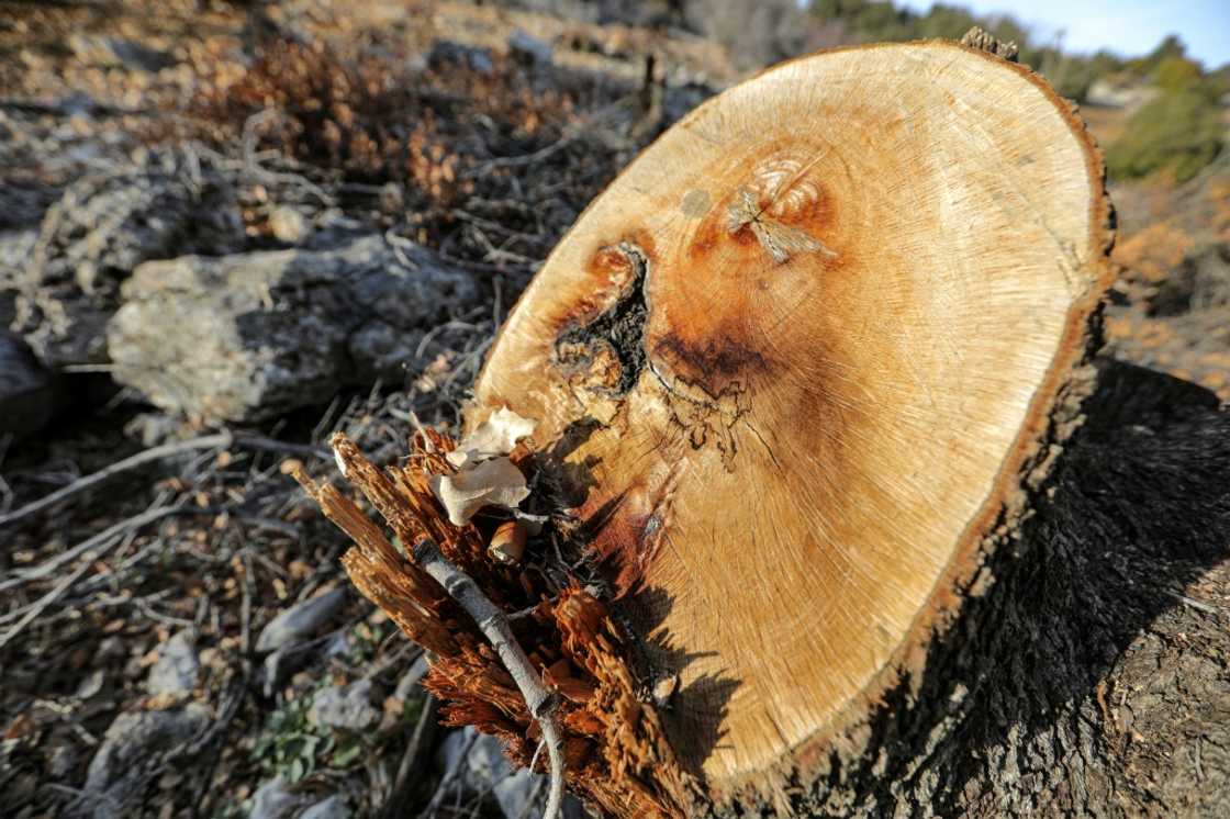 In Barqa, mayor Ghassan Geagea said loggers acting with impunity had cut down scores of trees In Barqa, mayor Ghassan Geagea said loggers acting with impunity had cut down scores of trees