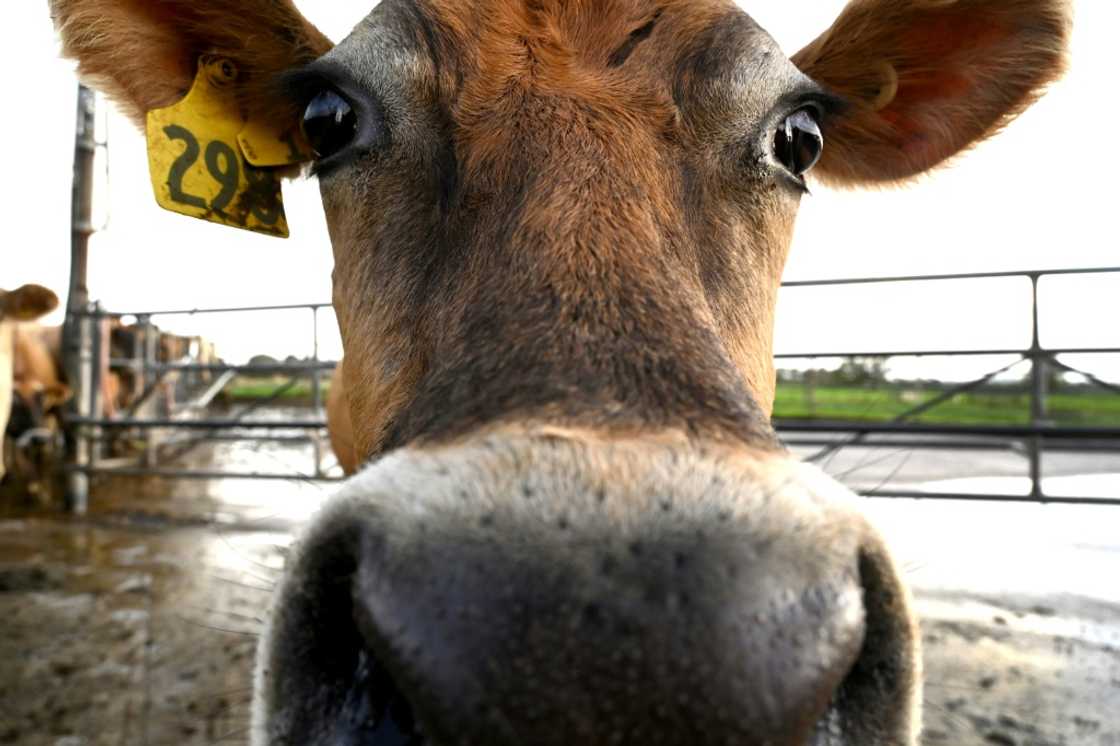 Butter prices have soared in dairy export giant New Zealand, latest figures show, with local supplies cut short as the industry chases fatter profits overseas.