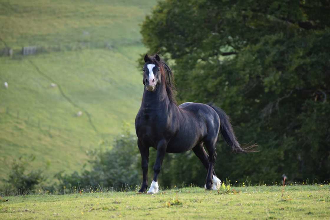 the cutest animal in the world the cutest animal in the world