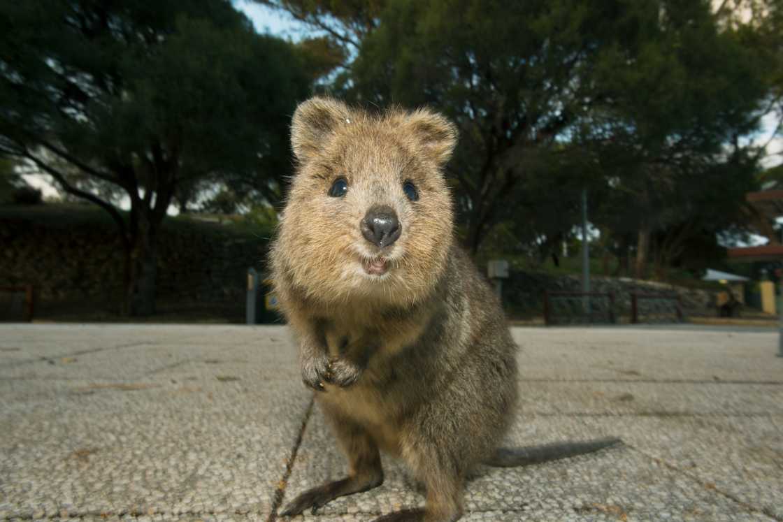 Quokka is standing next to a tree vegetation Quokka is standing next to a tree vegetation
