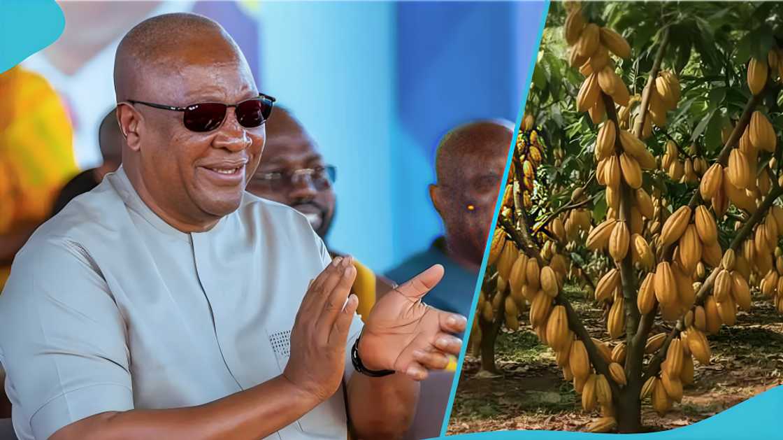 Sheedon TikTok Ghana, cocoa price reduction Ghana, John Dramani Mahama NDC, cocoa farmers protest, Ghana cocoa saga, NDC campaign promises, cocoa farmers grievances