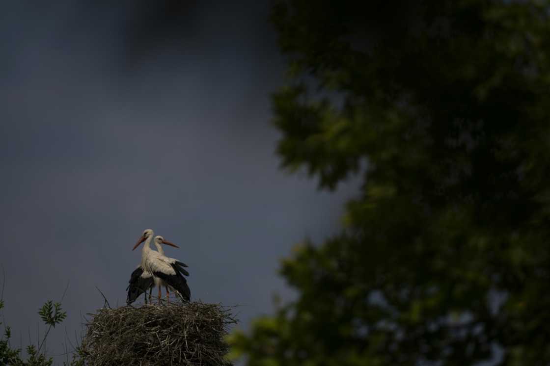 Spain's white stork population has risen steadily in recent decades