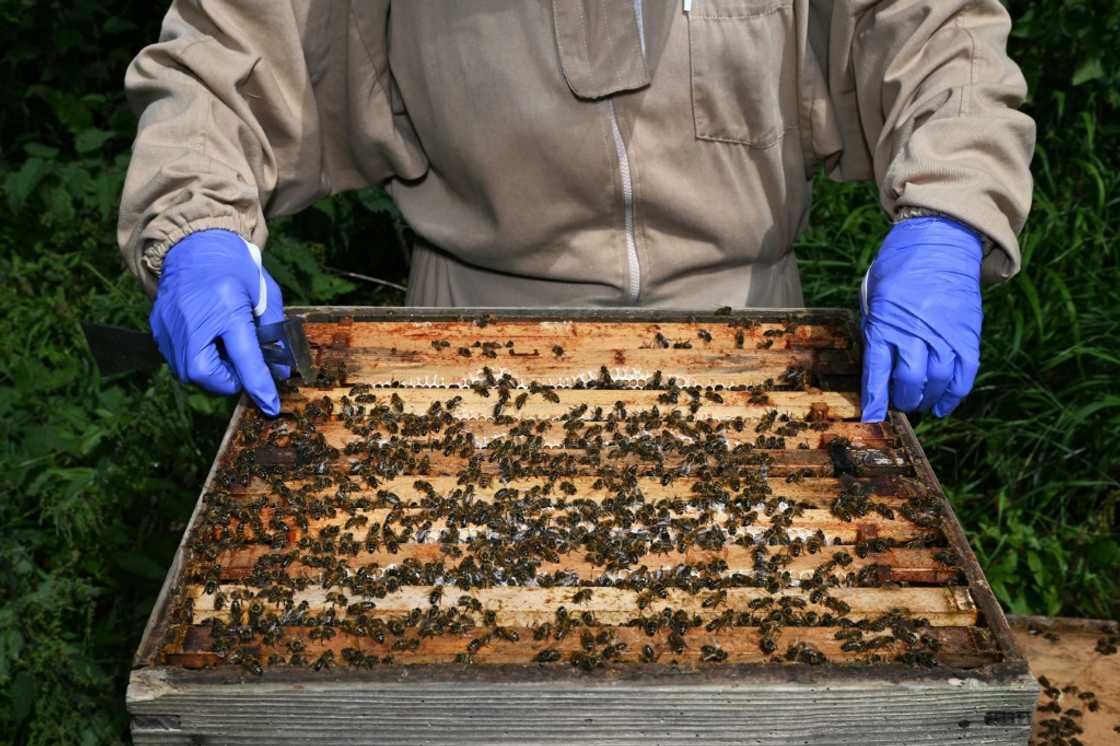 Ingram founded the Honey Authenticity Network to raise awareness about natural honey and fraud Ingram founded the Honey Authenticity Network to raise awareness about natural honey and fraud