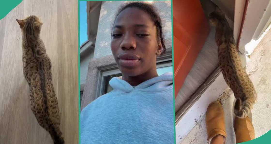 Lady confused as Bengal cat shows up in her house, refuses to leave Lady confused as Bengal cat shows up in her house, refuses to leave