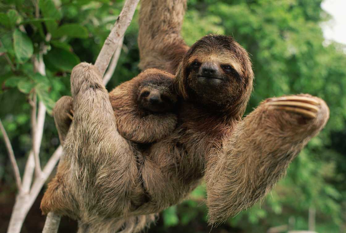 A sloth in Corcovado National Park, Costa Rica