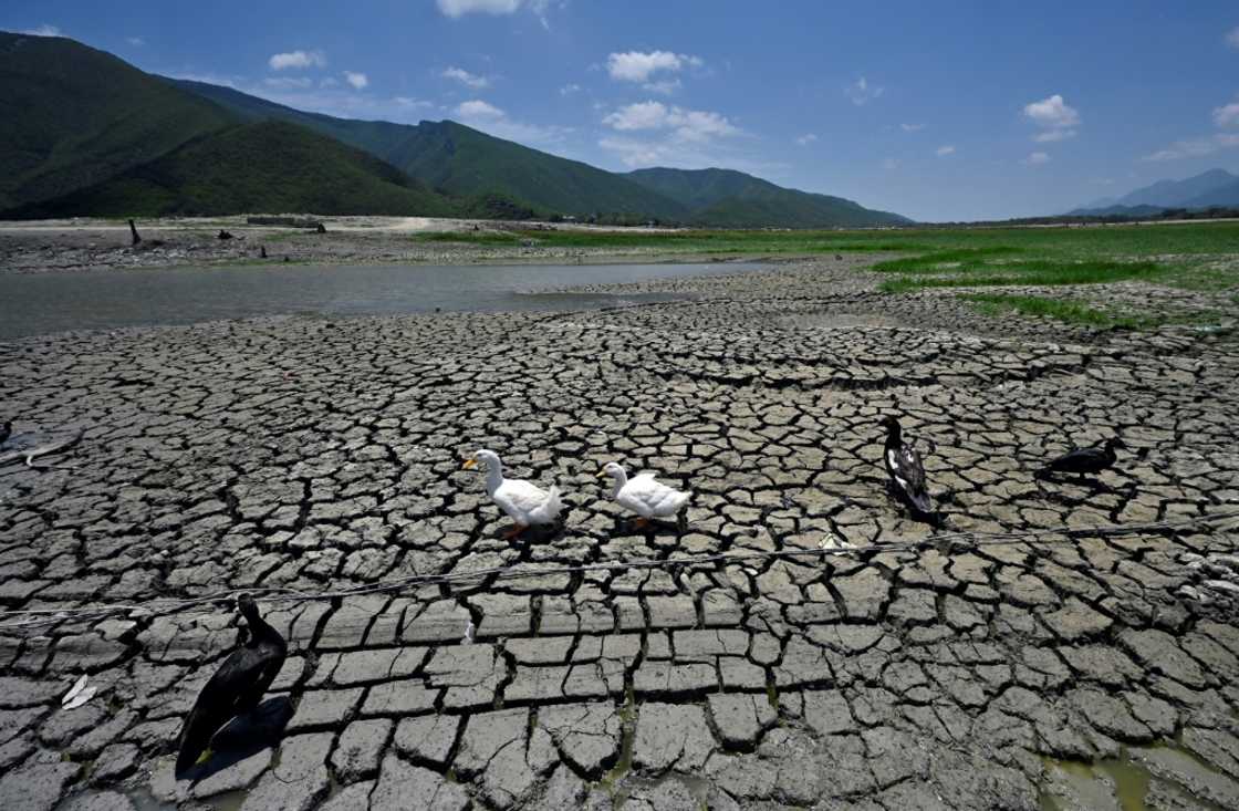 Ducks are seen at a depleted reservoir supplying Mexico's industrial powerhouse Monterrey, whose residents are facing severe water shortages Ducks are seen at a depleted reservoir supplying Mexico's industrial powerhouse Monterrey, whose residents are facing severe water shortages