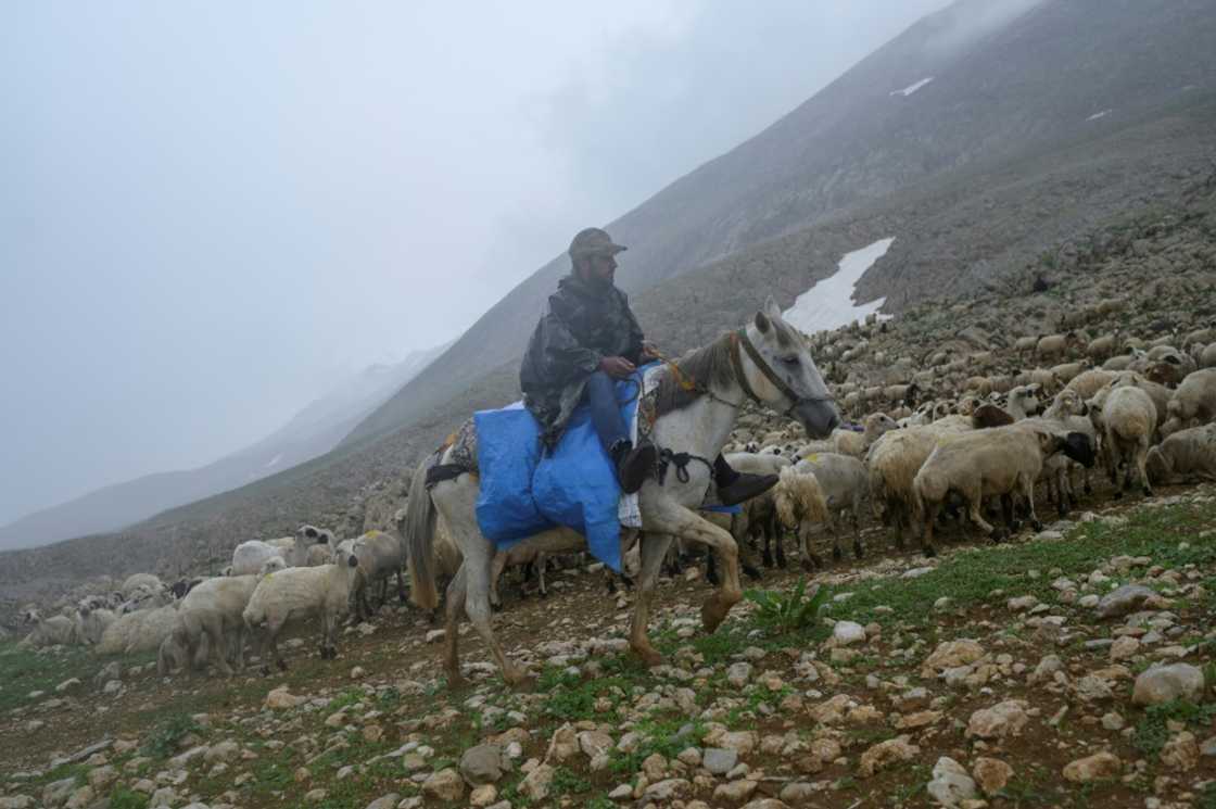 Kurdish shepherds in Turkey's Mercan Valley have been replaced by Afghans, who have fled here by foot and truck across Iran Kurdish shepherds in Turkey's Mercan Valley have been replaced by Afghans, who have fled here by foot and truck across Iran