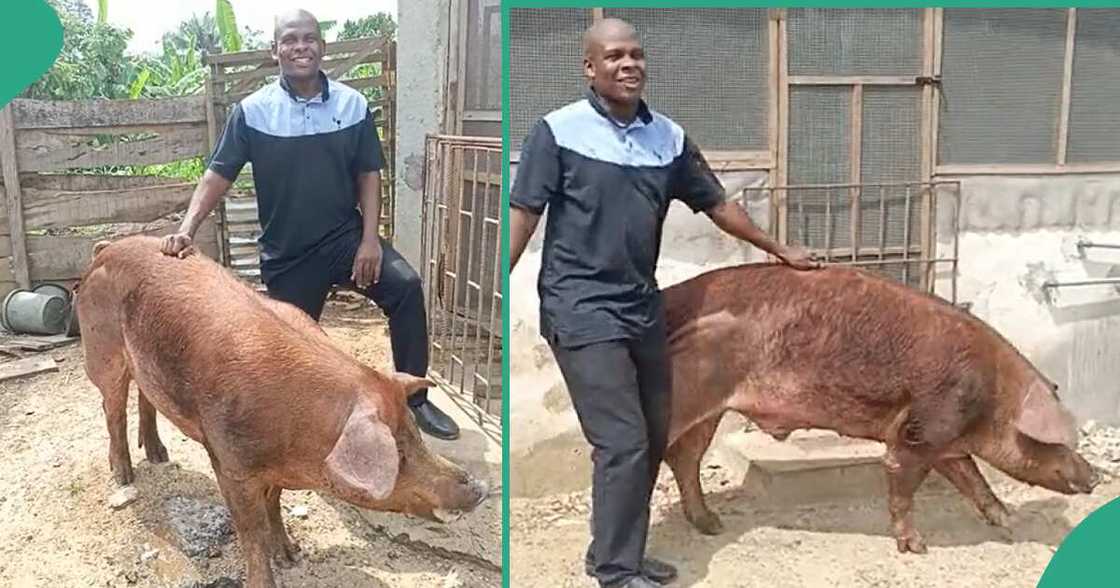 Pig farmer in Nigeria shows off his big pig. Pig farmer in Nigeria shows off his big pig.