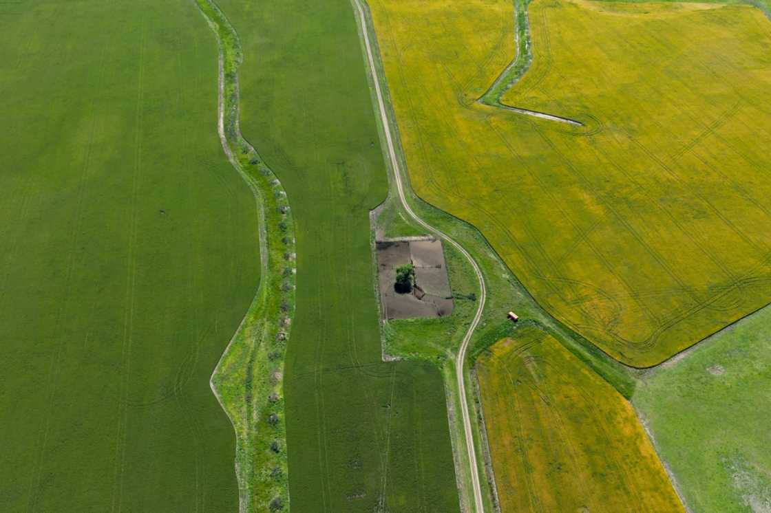After Argentina's worst drought in a century saw agricultural exports plummet, leading to a shortfall of $20 billion in revenue, the industry is expecting an excellent harvest in 2024 After Argentina's worst drought in a century saw agricultural exports plummet, leading to a shortfall of $20 billion in revenue, the industry is expecting an excellent harvest in 2024