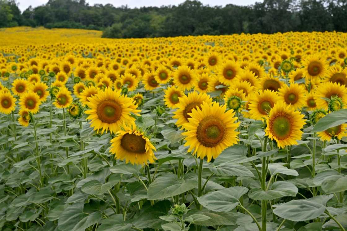 Sunflower seeds and their oil are core exports for Ukraine Sunflower seeds and their oil are core exports for Ukraine
