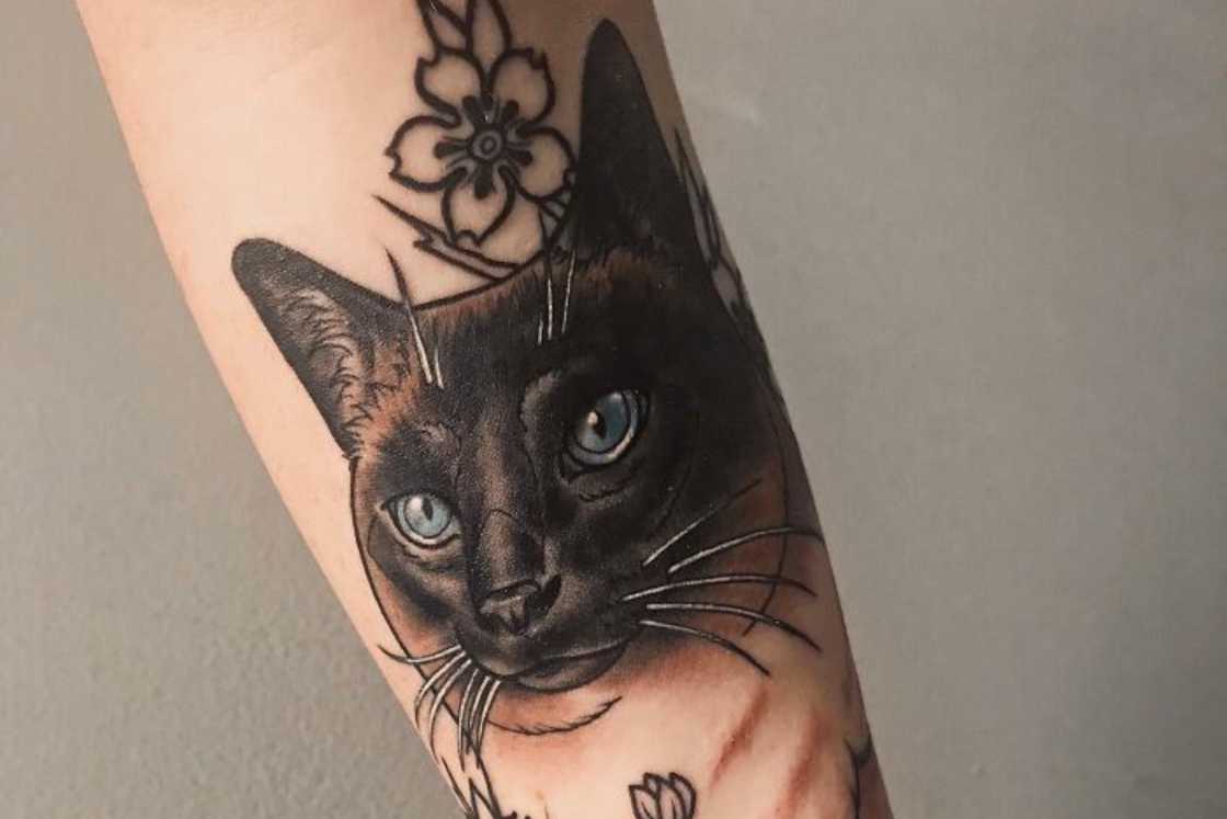 A cute black and grey cat elbow tattoo A cute black and grey cat elbow tattoo
