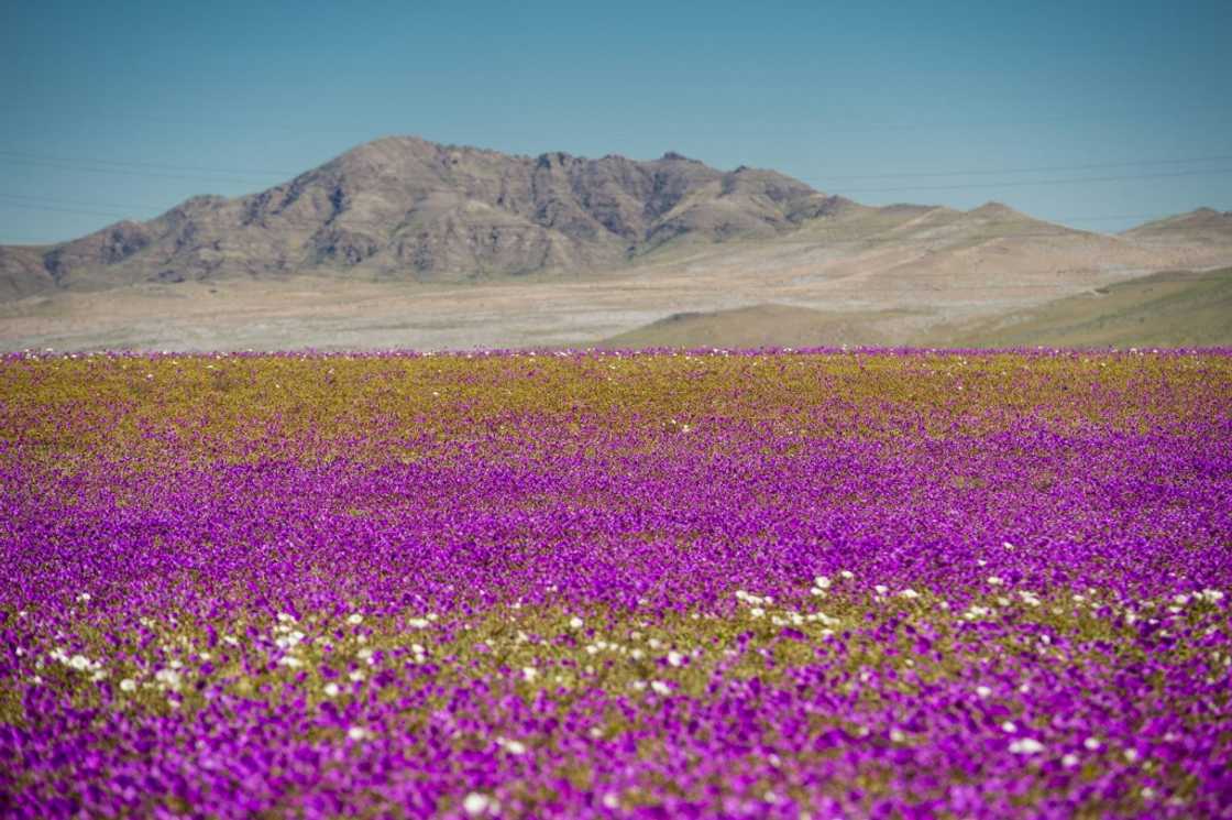 When the Atacama gets just enough rain, it bursts with a spectacular display of wildflowers -- such as these pictured in 2017 When the Atacama gets just enough rain, it bursts with a spectacular display of wildflowers -- such as these pictured in 2017