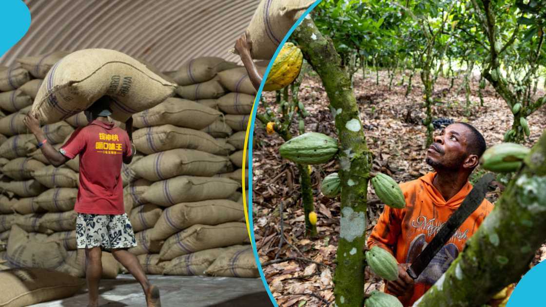 Dr Cassiel Ato Forson, Finance Minister, Cocoa farmer, new producer price, President John Mahama. Dr Cassiel Ato Forson, Finance Minister, Cocoa farmer, new producer price, President John Mahama.