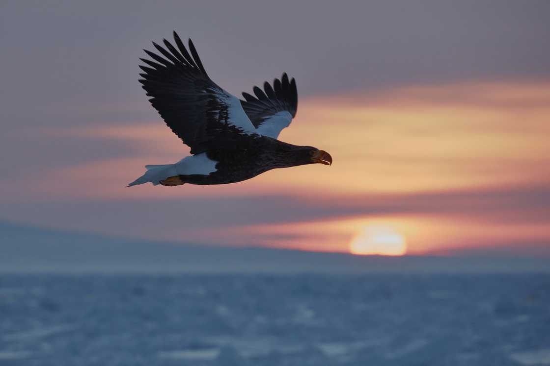 Largest eagle in the world