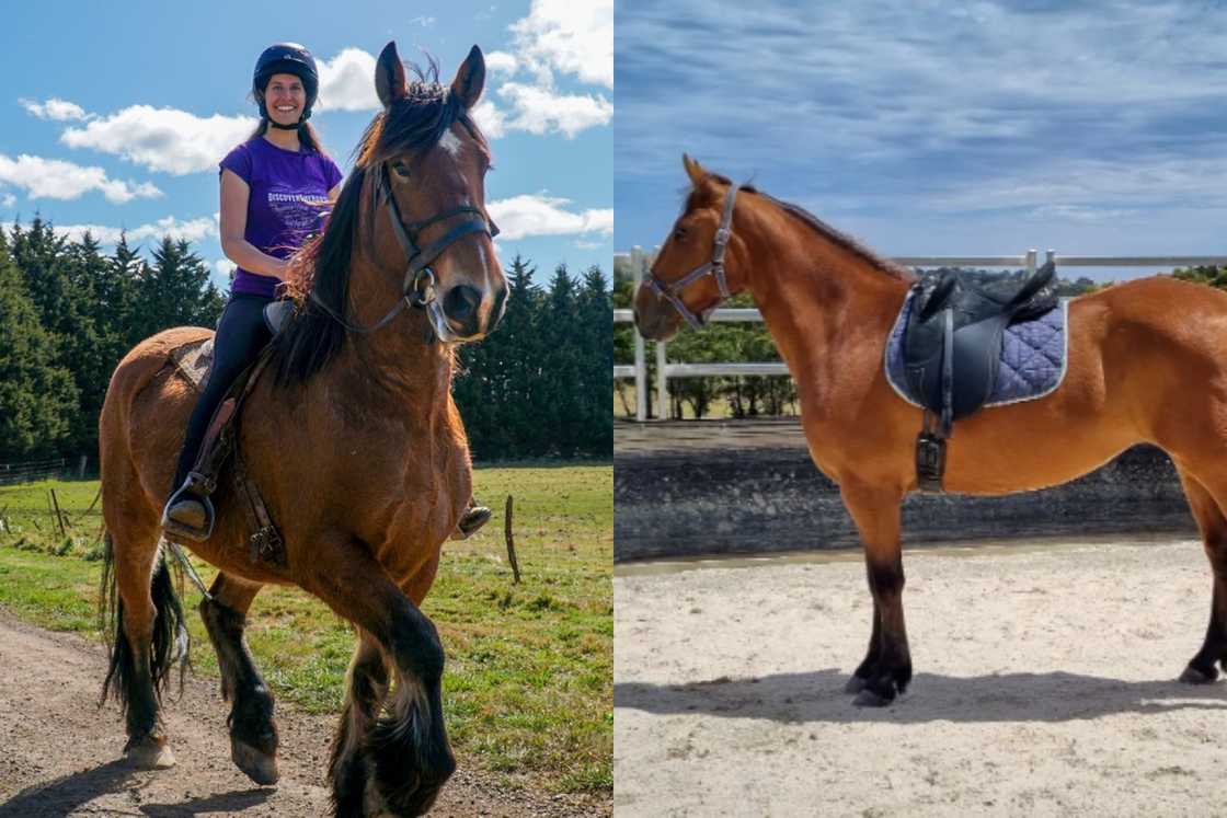 tallest horse in the world tallest horse in the world