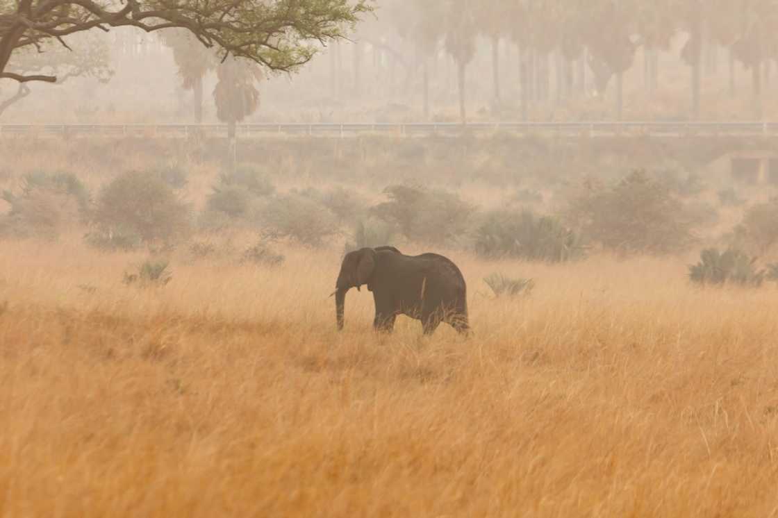 Conservationists say vibrations from the drilling rig are chasing elephants located inside the Murchison Falls National Park into surrounding communities, leading to the deaths of five people