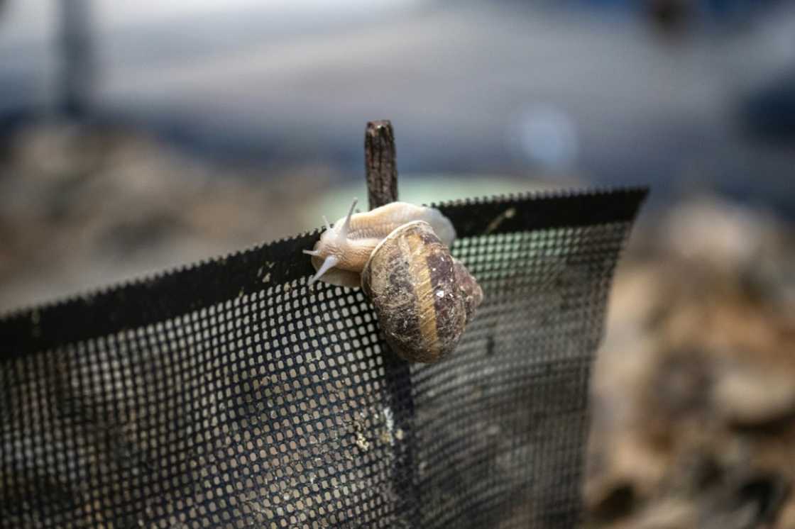 Burgundy snails, typically foraged from woodlands in central and eastern Europe, are being bred in Japan by an entrepreneur who believes he's the only person to have successfully farmed them