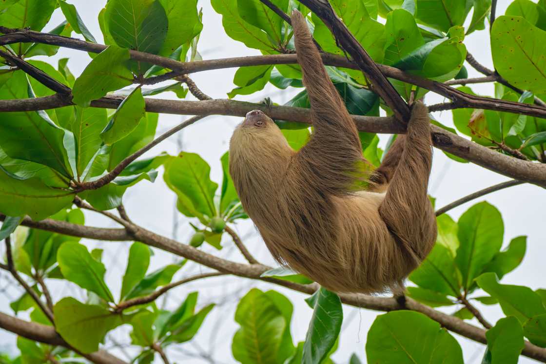 A two-toed sloth, perched high atop a rainforest tree. A two-toed sloth, perched high atop a rainforest tree.