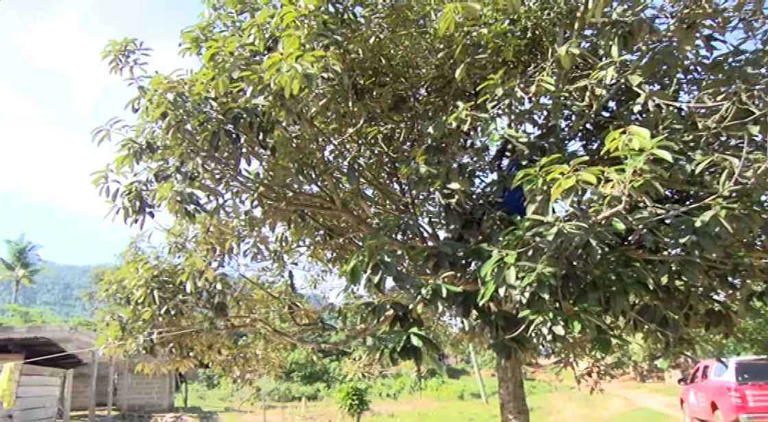 At Akyem-Tafo Nobi, you must climb a tree to receive a phone call At Akyem-Tafo Nobi, you must climb a tree to receive a phone call