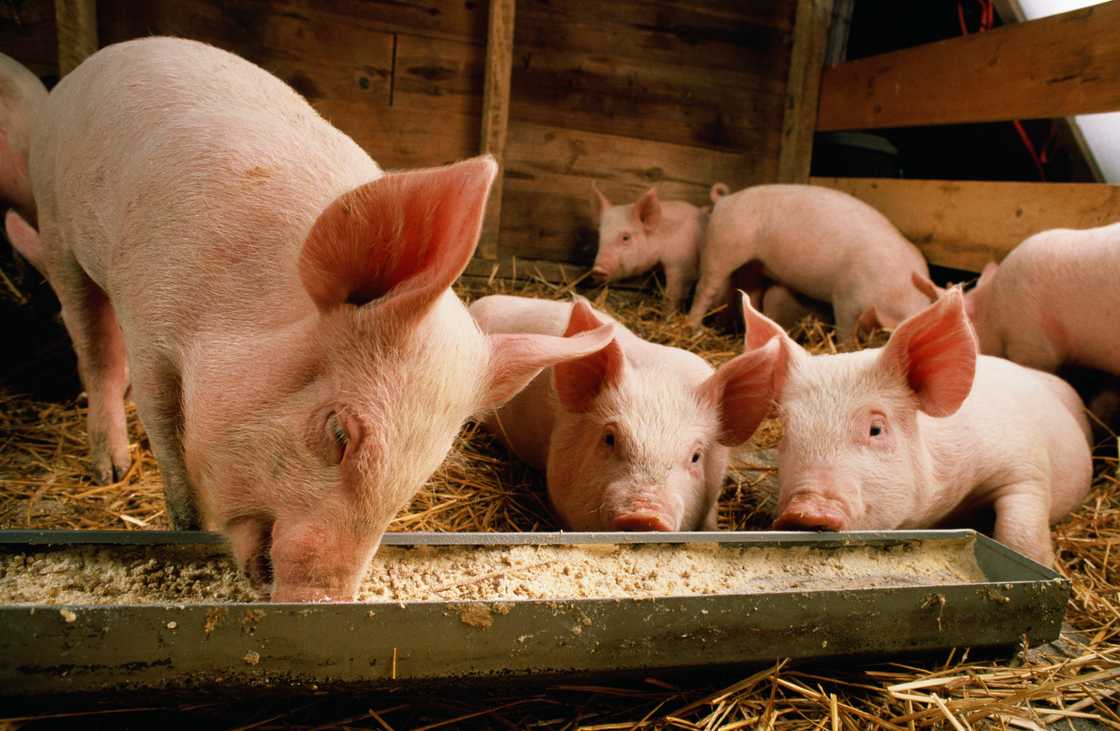 Piglets in a pigpen feeding