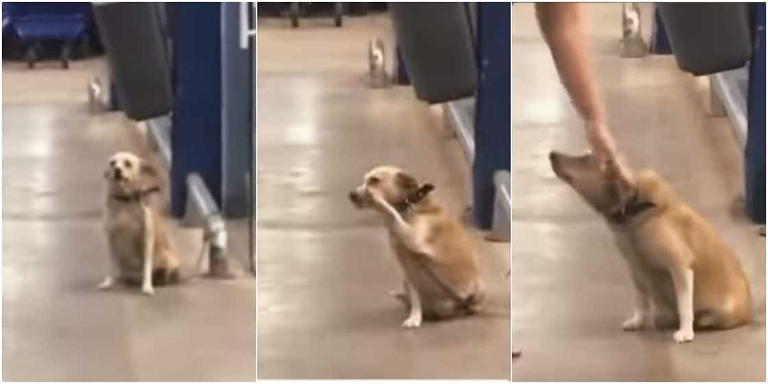 The dog waved at shoppers at a supermarket The dog waved at shoppers at a supermarket