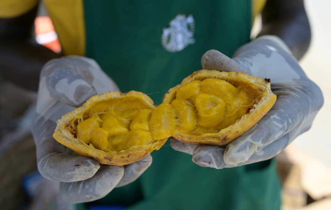 Maad has soft, juicy seeds that have a distinctive sweet-and-sour flavour -- experts say they are also rich in vitamins and fibre Maad has soft, juicy seeds that have a distinctive sweet-and-sour flavour -- experts say they are also rich in vitamins and fibre