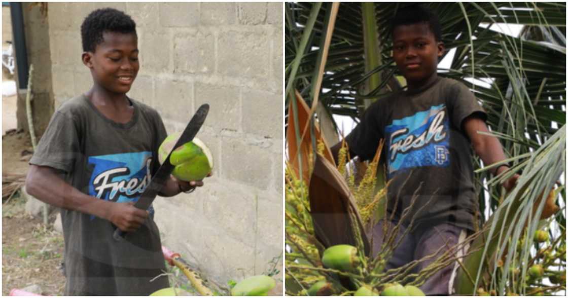 Photo of 13-year-old boy who sells coconuts in Ghana's Greater Accra Region. Photo of 13-year-old boy who sells coconuts in Ghana's Greater Accra Region.