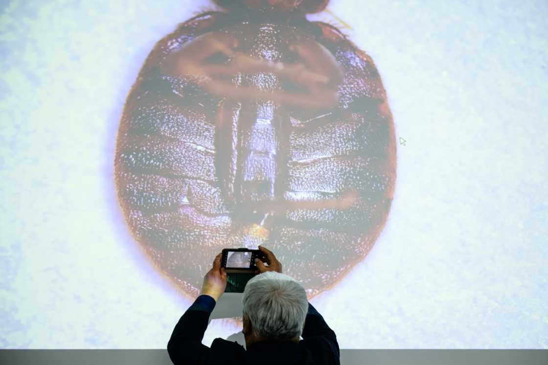 South Korea has seen a surge in bedbug infestations, with more than 100 cases reported since late November South Korea has seen a surge in bedbug infestations, with more than 100 cases reported since late November