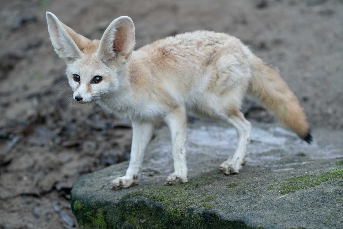 Fennec fox is on the rock Fennec fox is on the rock
