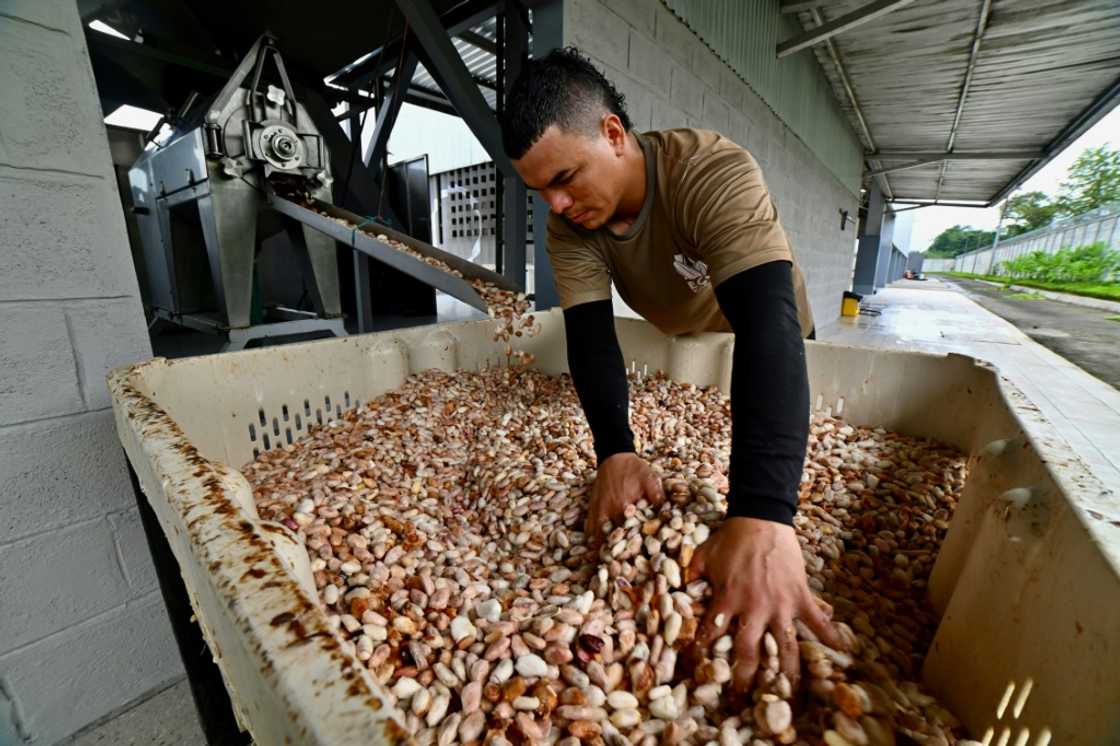A worker prepares fresh cocoa to be stored before fermentation A worker prepares fresh cocoa to be stored before fermentation