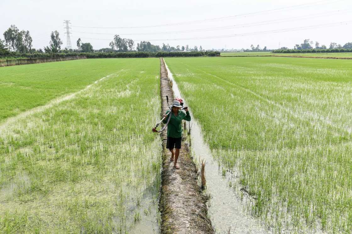 For now, India's restrictions are proving a boon for farmers in Thailand and Vietnam For now, India's restrictions are proving a boon for farmers in Thailand and Vietnam
