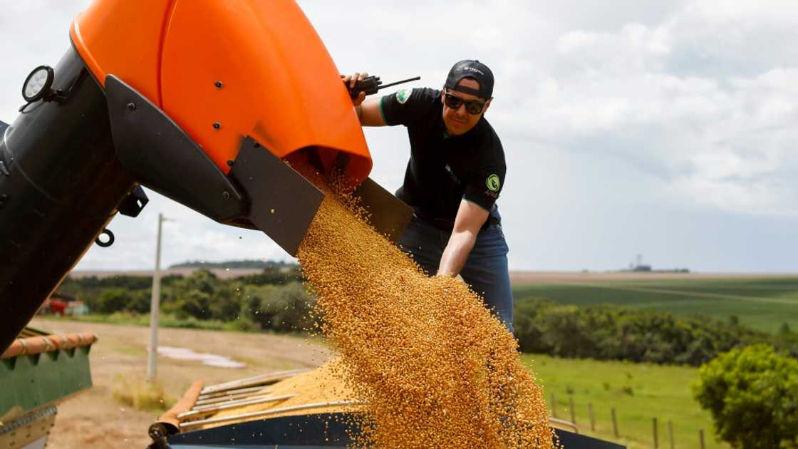 The agribusiness sector -- including the soybeans seen here -- accounts for nearly a quarter of Brazil's economy The agribusiness sector -- including the soybeans seen here -- accounts for nearly a quarter of Brazil's economy