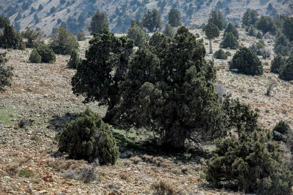 Forests cover 13 percent of Lebanon's territory, according to official data Forests cover 13 percent of Lebanon's territory, according to official data