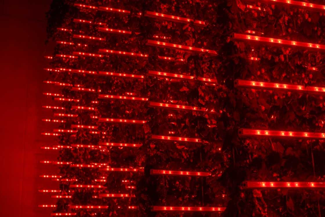 Using LED lighting, Ekonoke can replicate the different colours and intensity of sunlight at each stage of the grow cycle Using LED lighting, Ekonoke can replicate the different colours and intensity of sunlight at each stage of the grow cycle