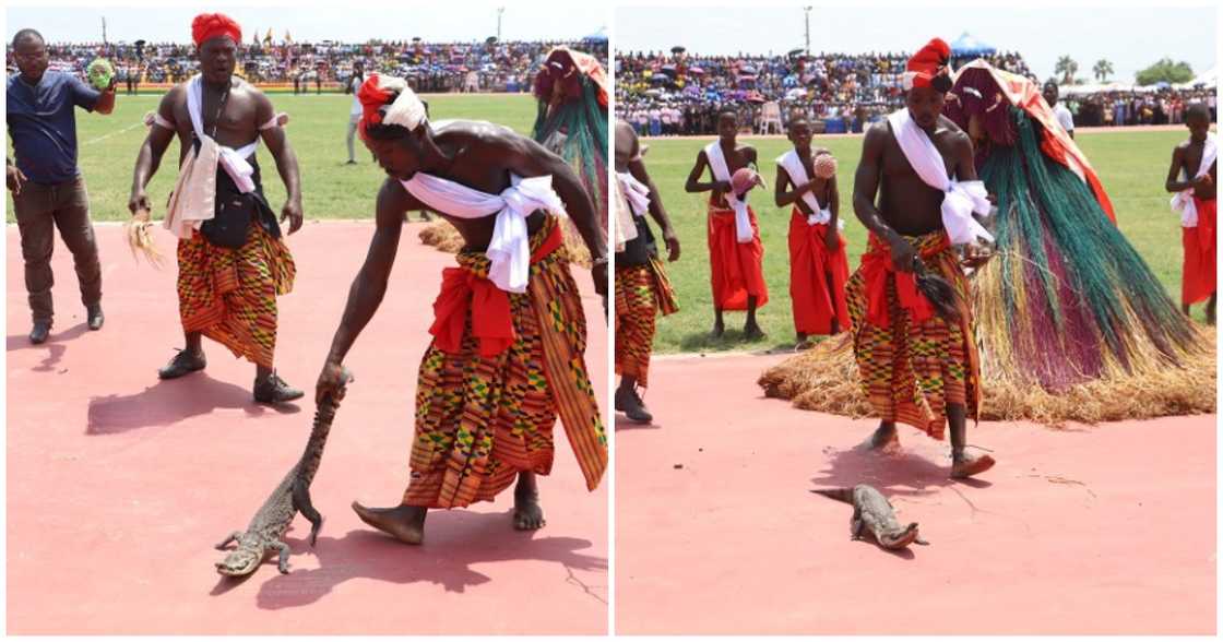 Photo of crocodile at Independence Day parade